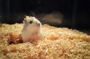 Speelgoed voor hamsters - huisdieren - advies